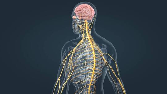 医疗中枢周围神经系统医学3D人体科学动画