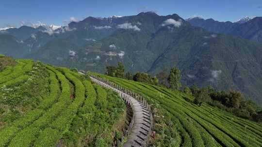 西藏墨脱格林村高山茶园自然风光