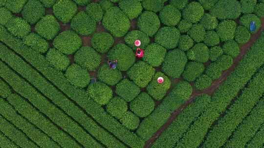 江南茶园茶山采茶工采茶茶园采茶