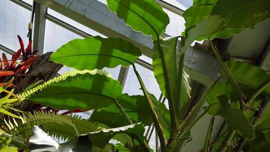 热带植物雨林植物多肉植物蕨类被子植物