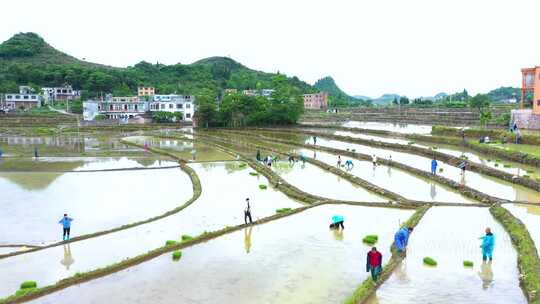 山区栽秧农忙农耕水稻种植 稻田春耕播种