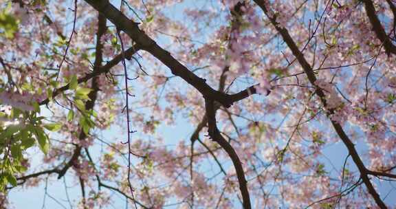 春天树上盛开的粉红色花朵