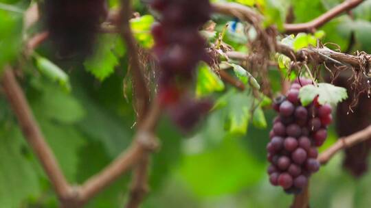 葡萄园多个葡萄品种特写实拍素材