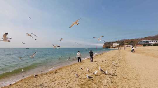 海大海海鸥