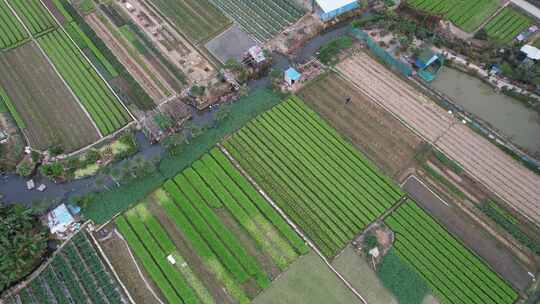 农业基地农作物种植航拍