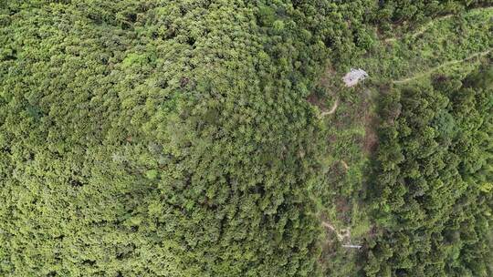 俯拍大山山谷绿色植物森林