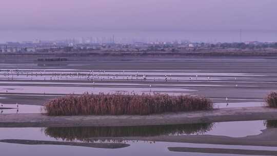 湿地东方白鹳