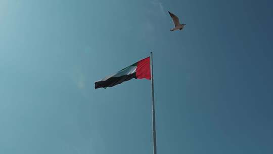 一只鸟飞过阿联酋国旗，在阿联酋阿布扎比1视频素材模板下载