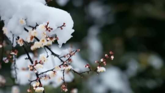 枝头覆雪的绽放梅花