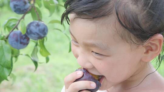 李子种植