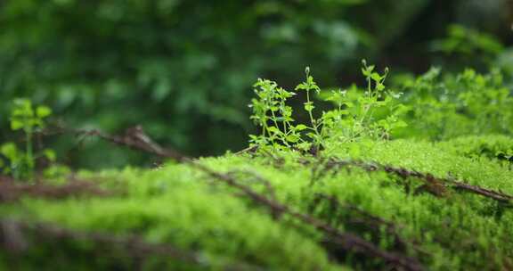 【正版素材】雨天大自然绿色植物