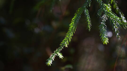 【6K】光影斑驳中的杉木树树叶