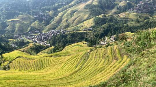 晴天桂林龙脊梯田旅游观赏金秋九月稻田