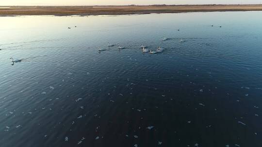 内蒙古呼伦贝尔草原湿地上的水鸟、天鹅、