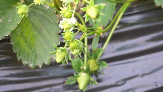 草莓园 农田 农业作物 水果 绿色植物 温室