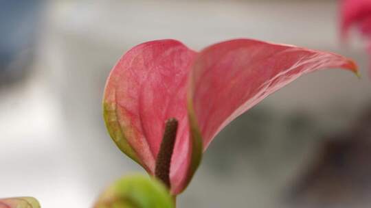 花烛 红鹅掌 红掌 花卉植物 鲜花 观赏