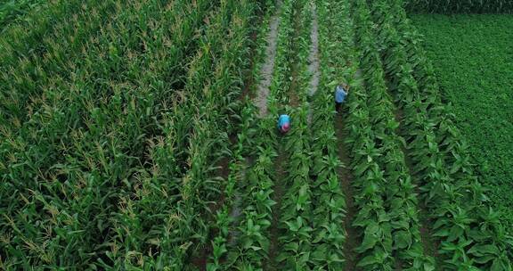 航拍农业种植烟叶农民在田地劳动