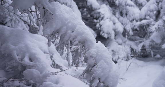 雪后松树挺立的冬日自然景象