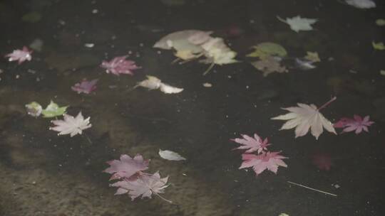 水面落叶水中枫叶LOG素材视频素材模板下载