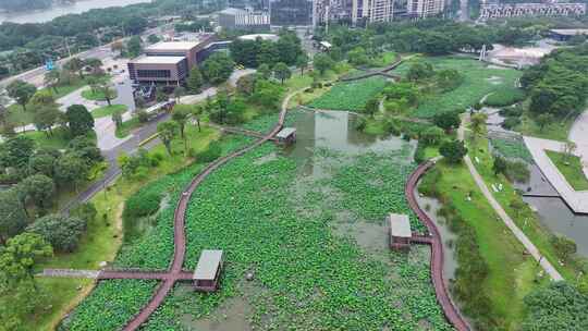 航拍福建漳州碧湖公园荷花池湿地生态