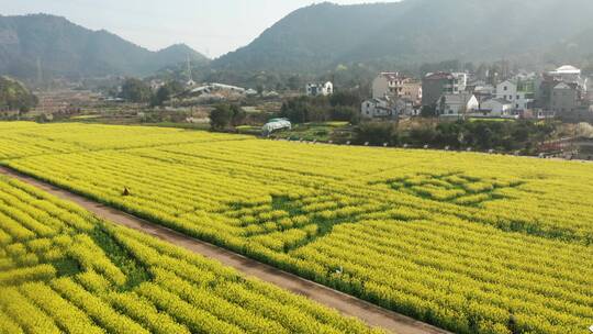 4K航拍诸暨布谷湖风景区油菜花海风光