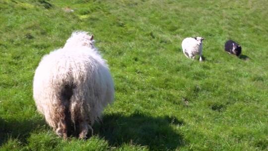 山坡上小绵羊从母亲那里哺乳