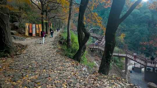 南黄古道：铺满落叶的山间石板路及行人