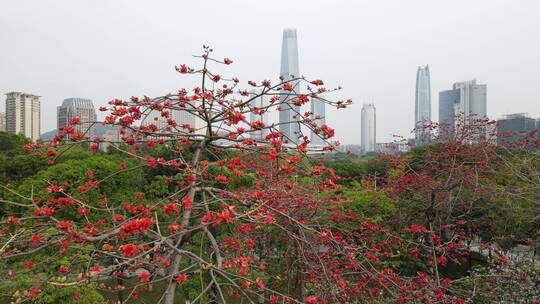 春暖花开的城市