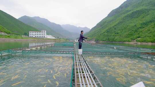 网箱养鱼 村集体经济 合作社 养金鳟鱼