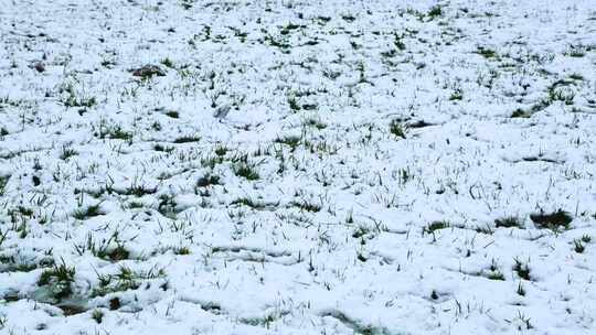 冬天唯美雪景绿叶红花上的雪