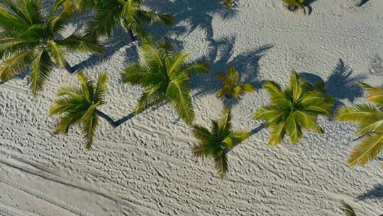 海南椰林阳光沙滩航拍视频素材模板下载
