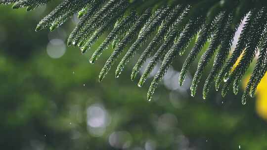 雨水打在植物叶子上