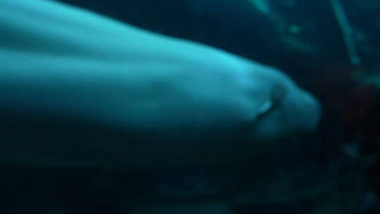 海洋馆白鲸表演视频素材模板下载