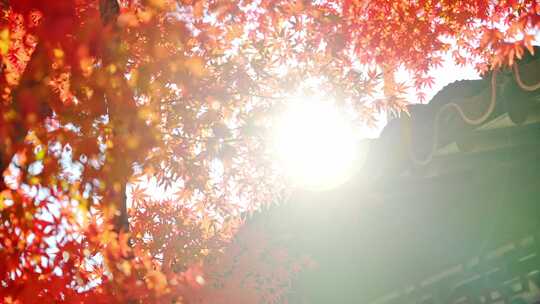 阳光透过红枫叶