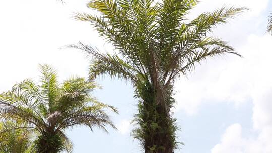 蓝天白云下的椰子树视频素材模板下载