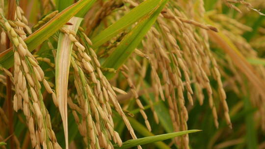 水稻 稻穗 稻子 农村 农业