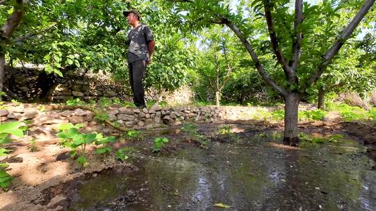 农民干活  农民在果园中给果树浇水