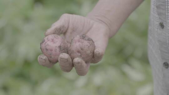 土豆种植收获土豆LOG视频素材