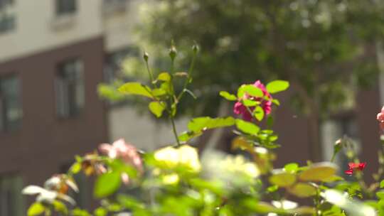 小区 居民楼花花草草