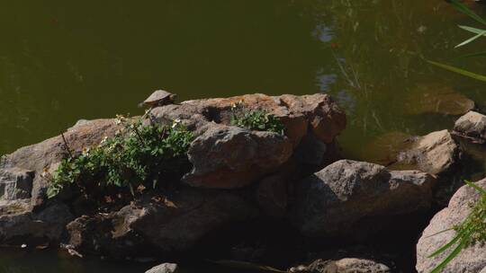 水边石头上一只乌龟在晒太阳