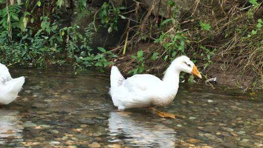 农村河里的鸭子