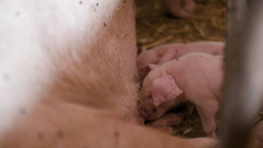 养猪场的小猪在吃奶
