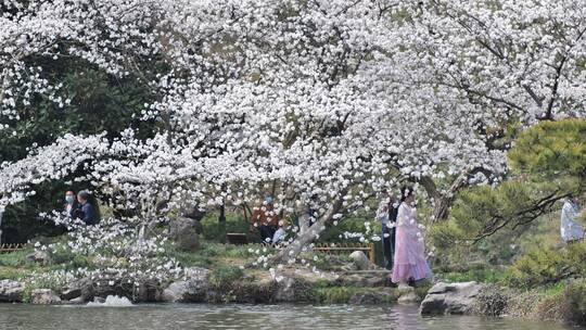 杭州西湖太子湾樱花