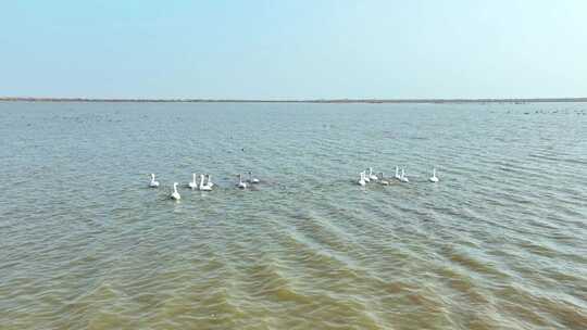 岳阳东洞庭湖保护区候鸟迁徙