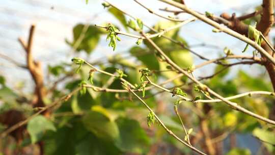 柠檬 柠檬种植 芸香科 柑橘属 水果