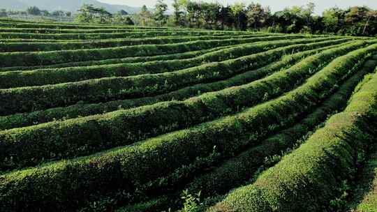 阳光下的茶山唯美航拍