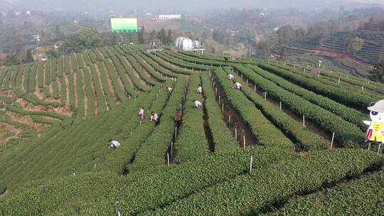 航拍茶山绿茶茶叶基地绿茶基地梅岭茶山