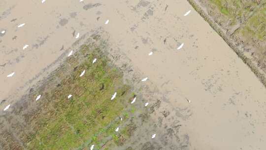 4K120p升格白鹭湿地乡村农田生态保护