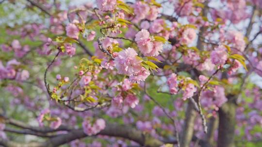春天的樱花八重樱特写视频素材模板下载