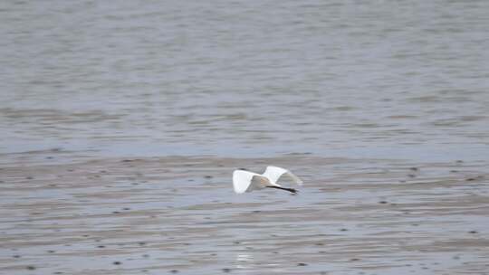 深圳湾的白鹭在休憩觅食升格镜头